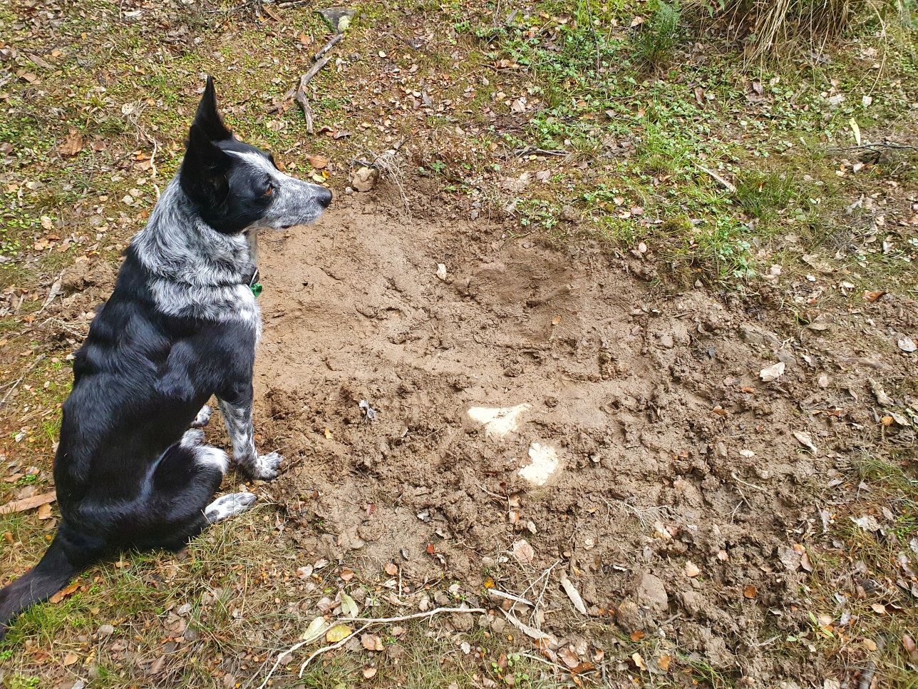 Name:  mud bath.jpg
Views: 249
Size:  569.9 KB