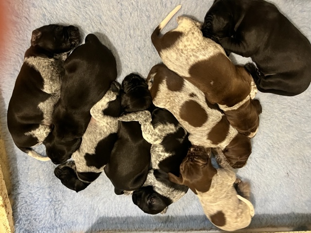 Name:  tessa pups 1.jpg
Views: 359
Size:  155.9 KB