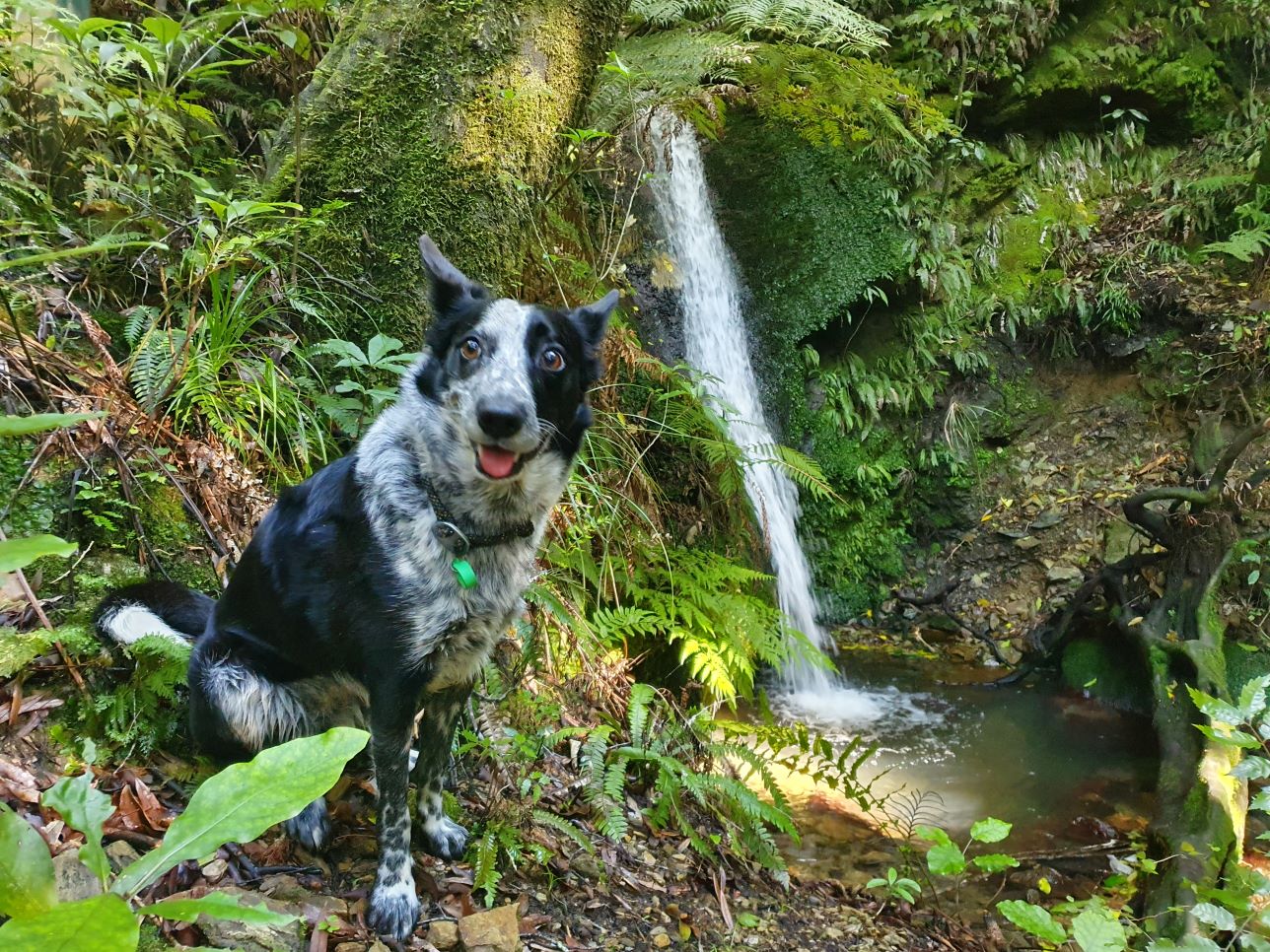 Name:  crazy dog eyes.jpg
Views: 340
Size:  401.0 KB