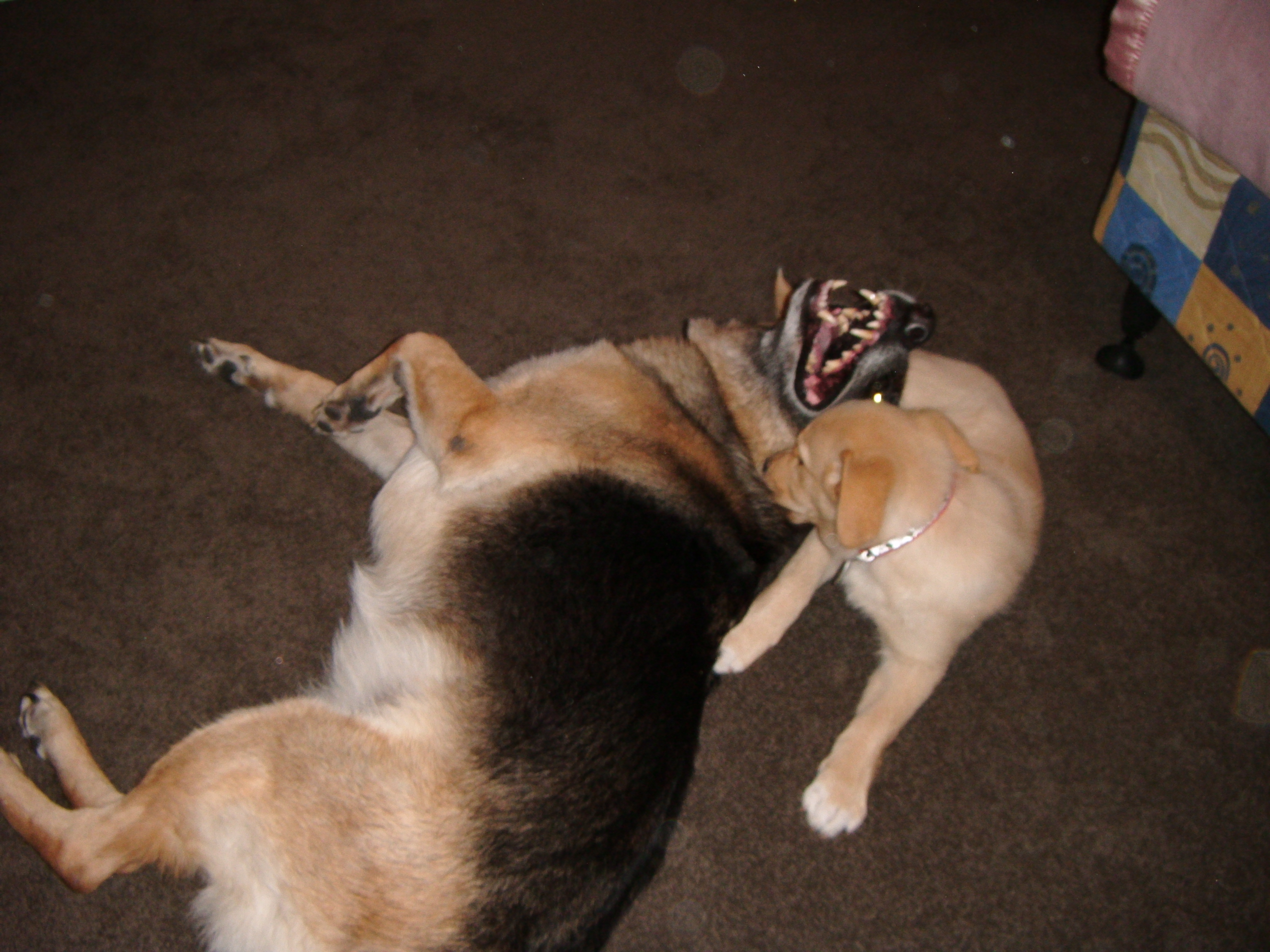 Name:  DSCF0028.JPG
Views: 185
Size:  4.52 MB