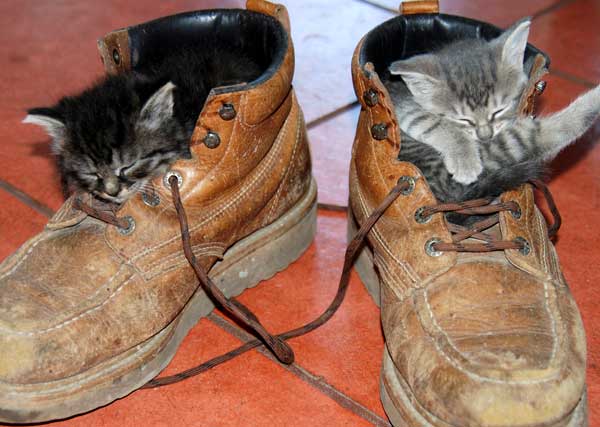 Name:  pussinboots.jpg
Views: 373
Size:  39.6 KB