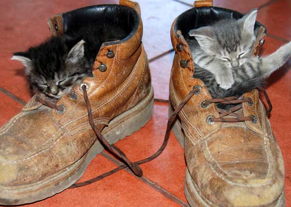 Name:  pussinboots.jpg
Views: 420
Size:  39.6 KB