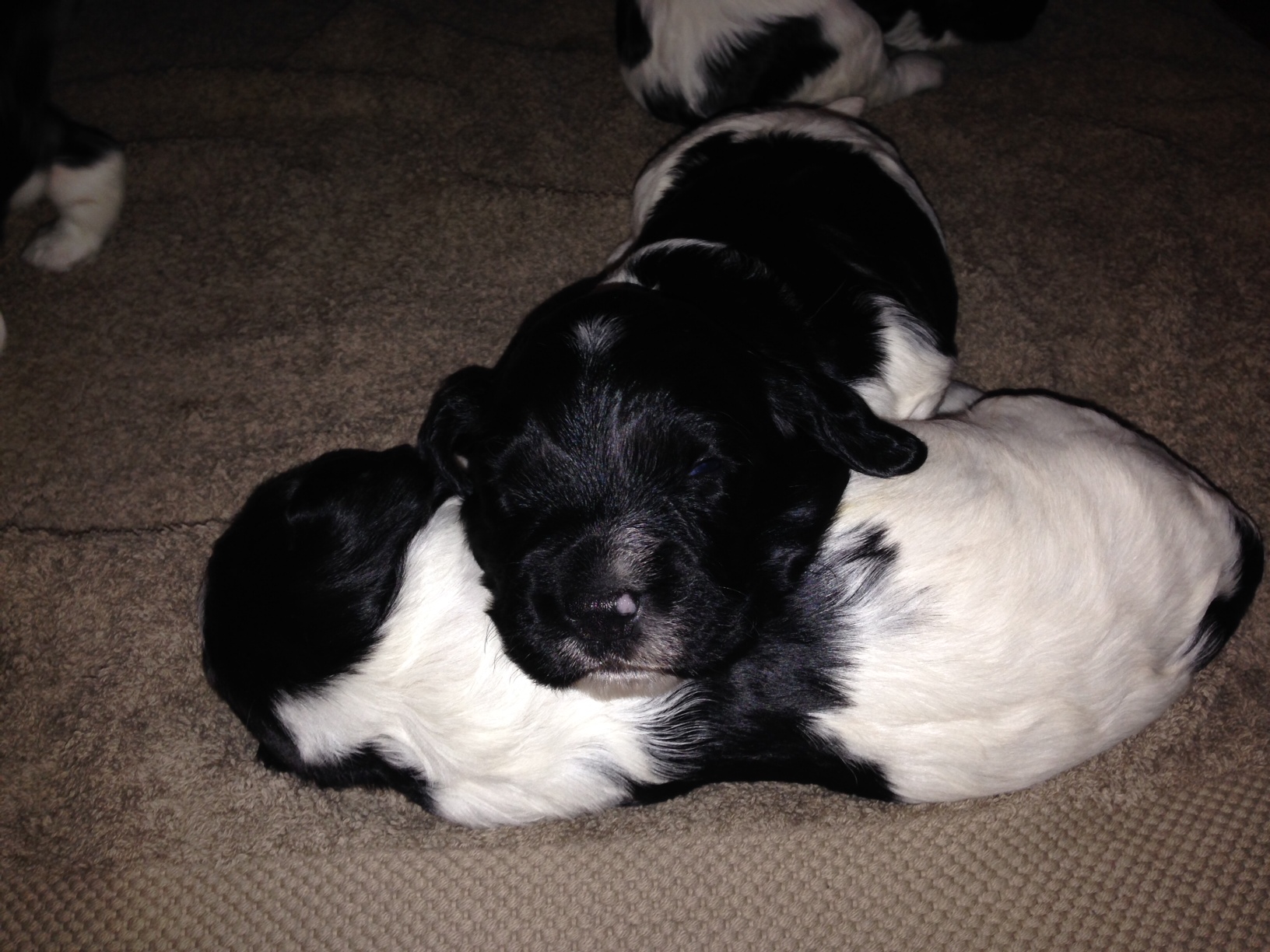 Name:  puppies3.JPG
Views: 400
Size:  601.4 KB