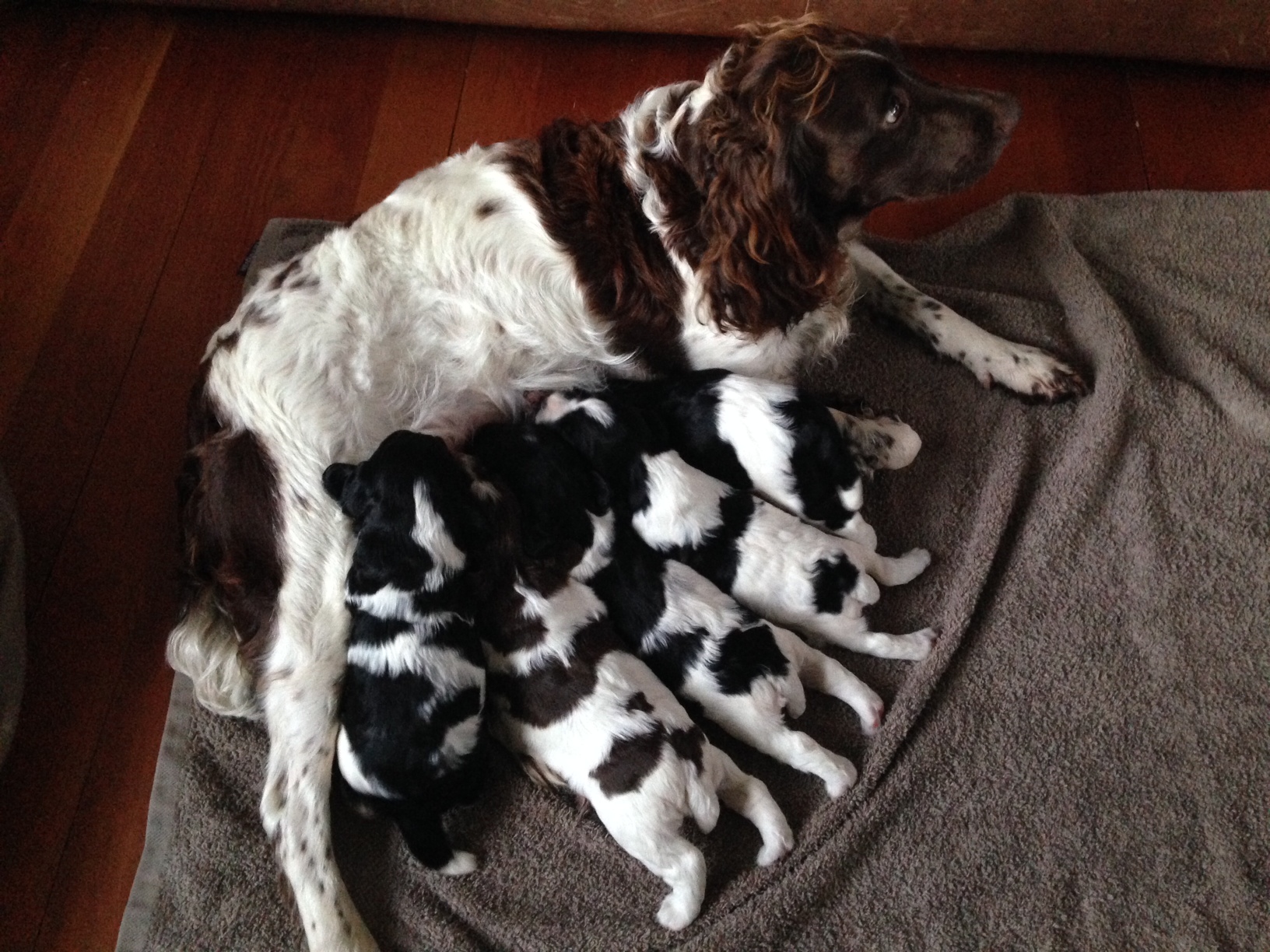 Name:  puppies2.JPG
Views: 358
Size:  760.2 KB
