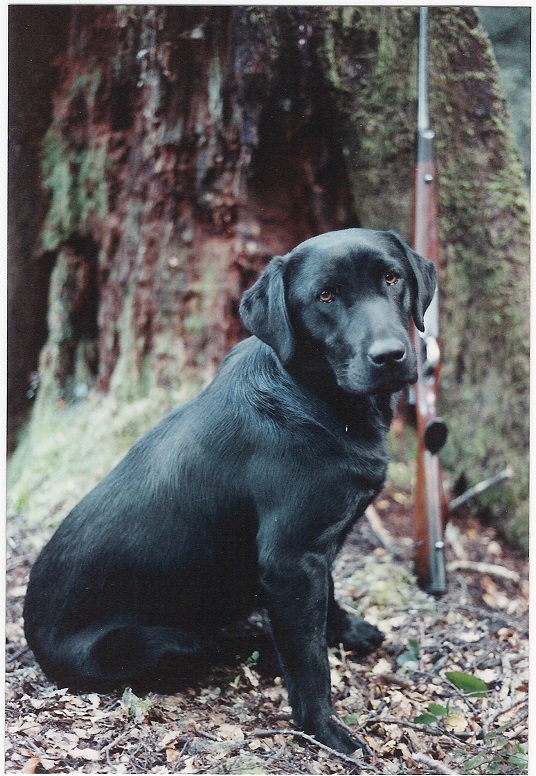 Name:  257 Lady at 8 months.jpg
Views: 412
Size:  198.6 KB