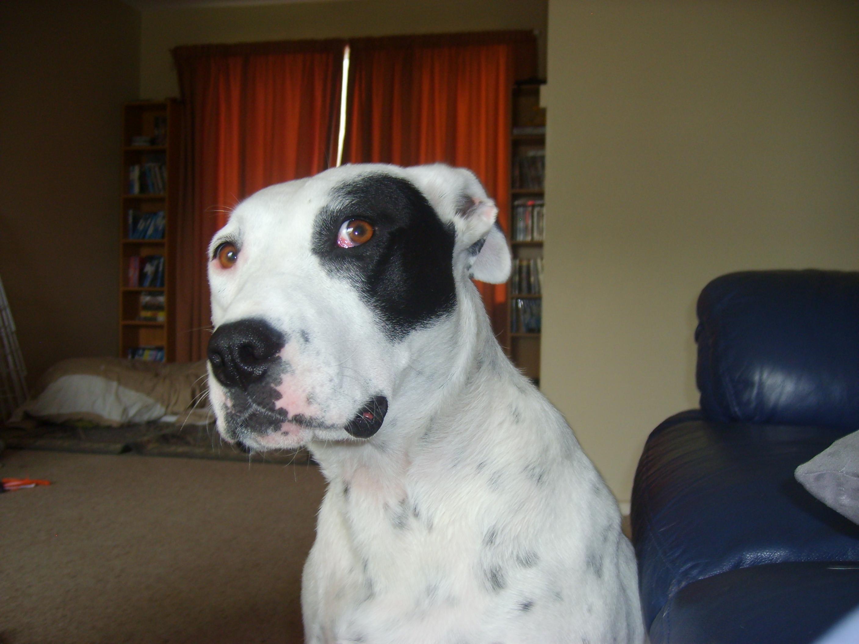 Name:  dog.jpg
Views: 133
Size:  342.3 KB