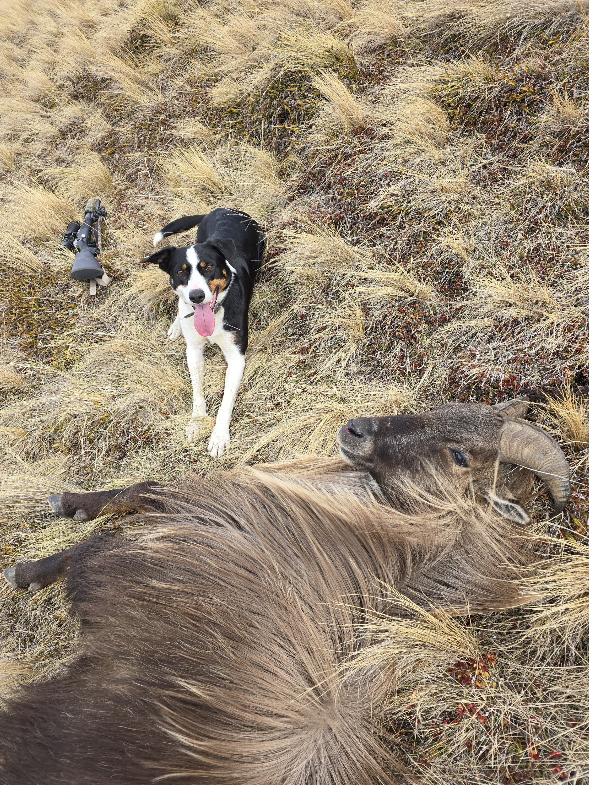 Name:  Nui and tahr.jpg
Views: 420
Size:  2.53 MB