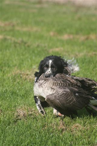 Name:  goose.JPG
Views: 556
Size:  44.3 KB