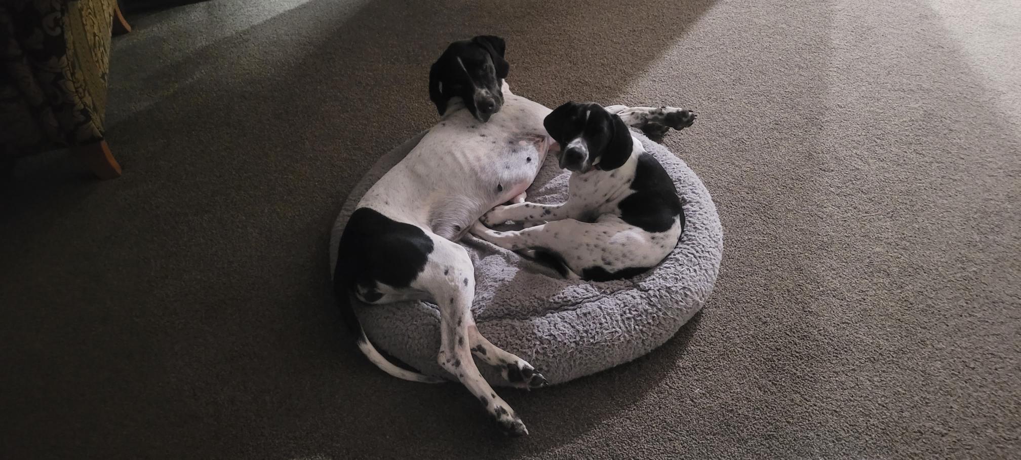 Name:  Dita and Izzy.jpg
Views: 299
Size:  283.3 KB