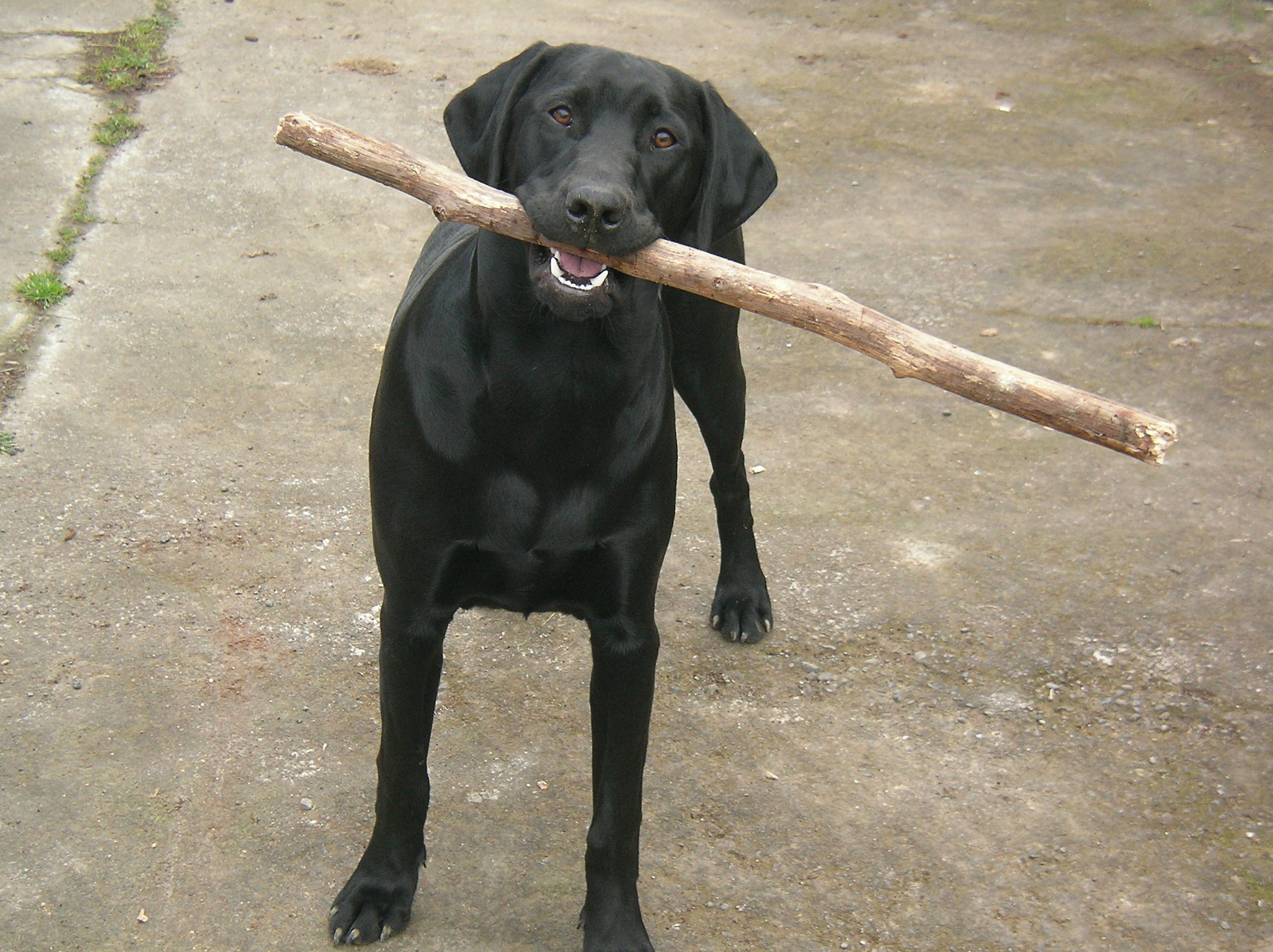 Name:  jackstick.jpg
Views: 298
Size:  787.4 KB