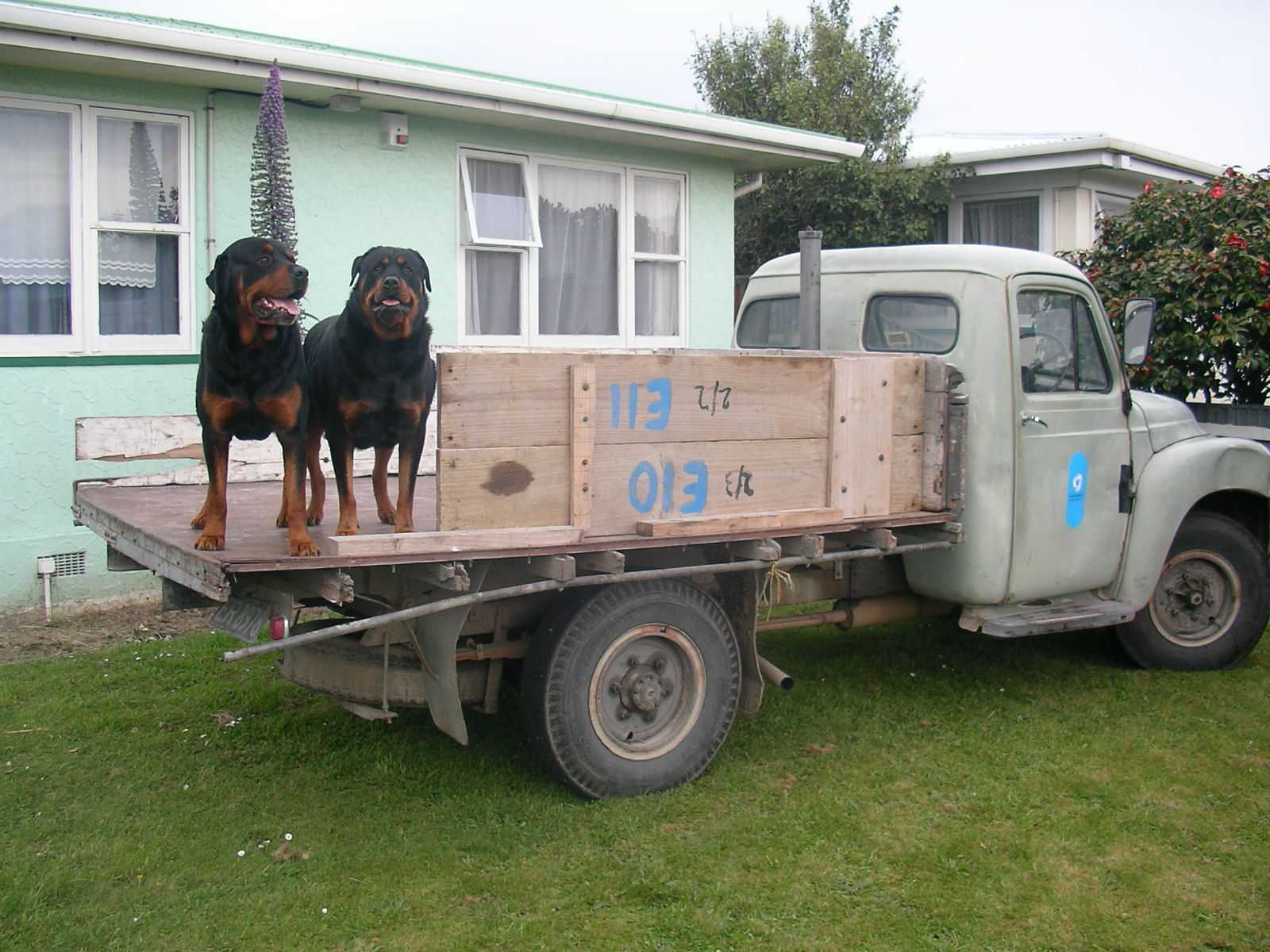 Name:  oldpussertruck.jpg
Views: 263
Size:  162.6 KB