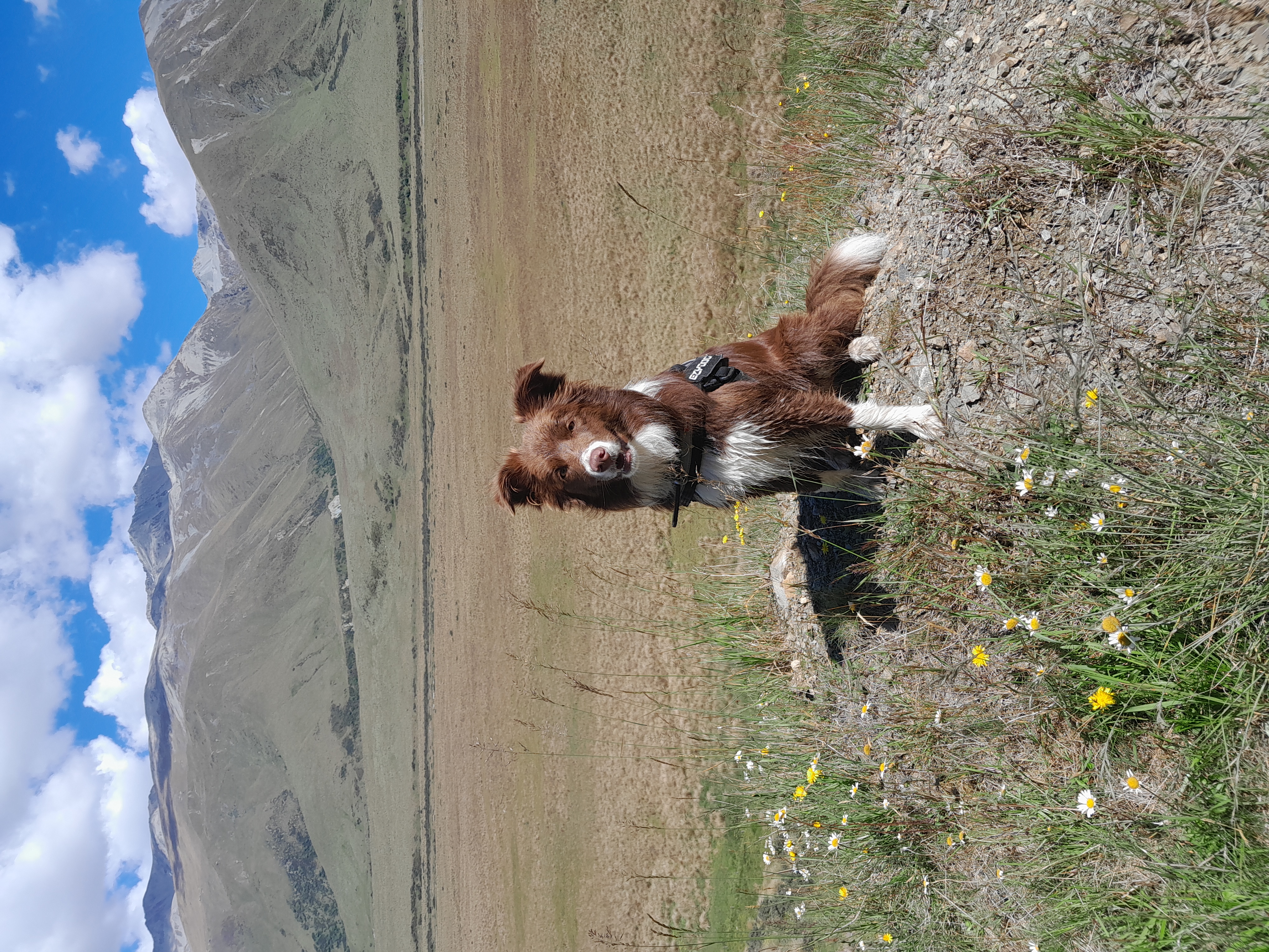 Name:  Pippi's big day out.jpg
Views: 269
Size:  6.35 MB
