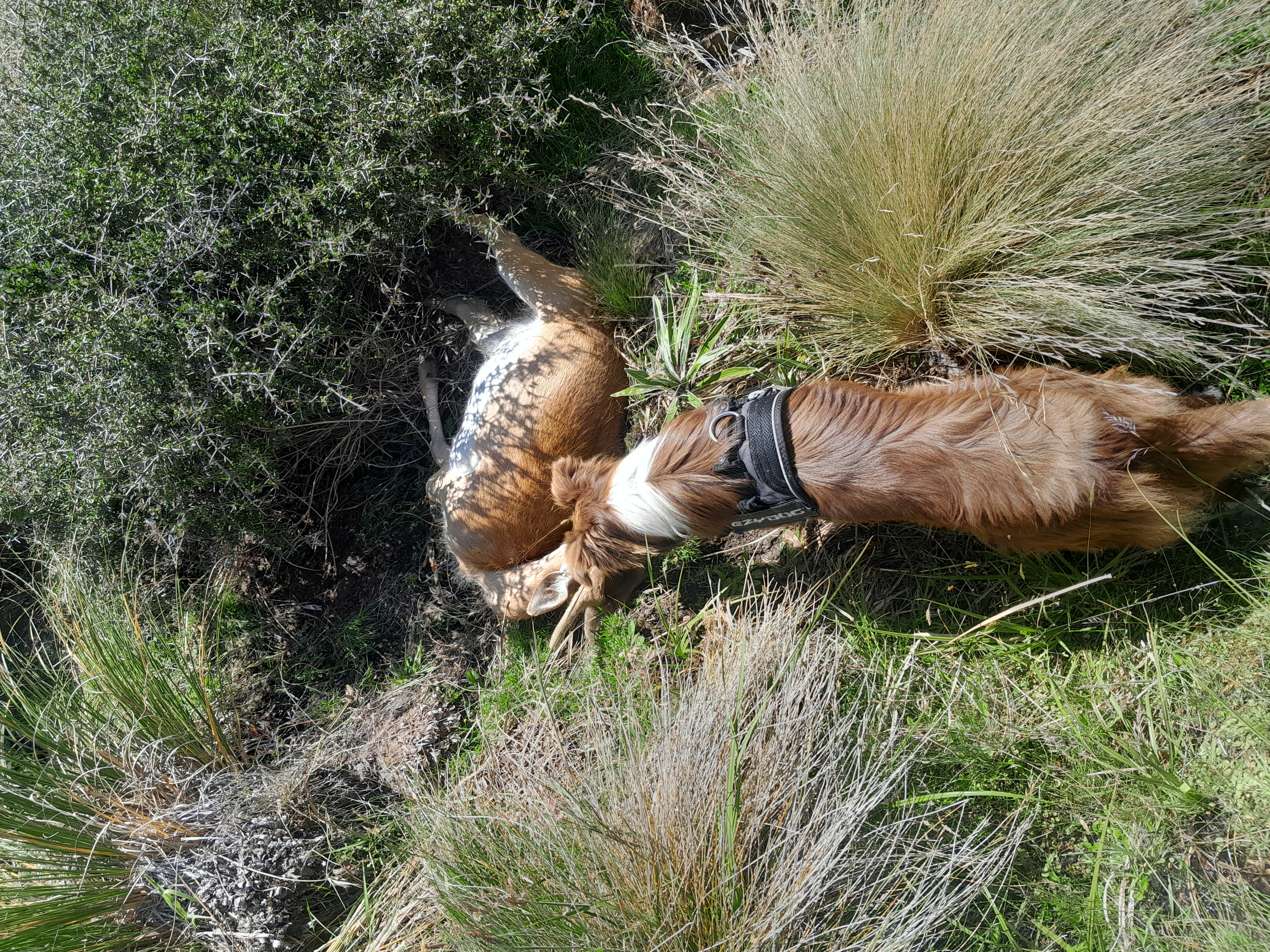 Name:  Pippi nose to nose with spiker.jpg
Views: 270
Size:  6.94 MB