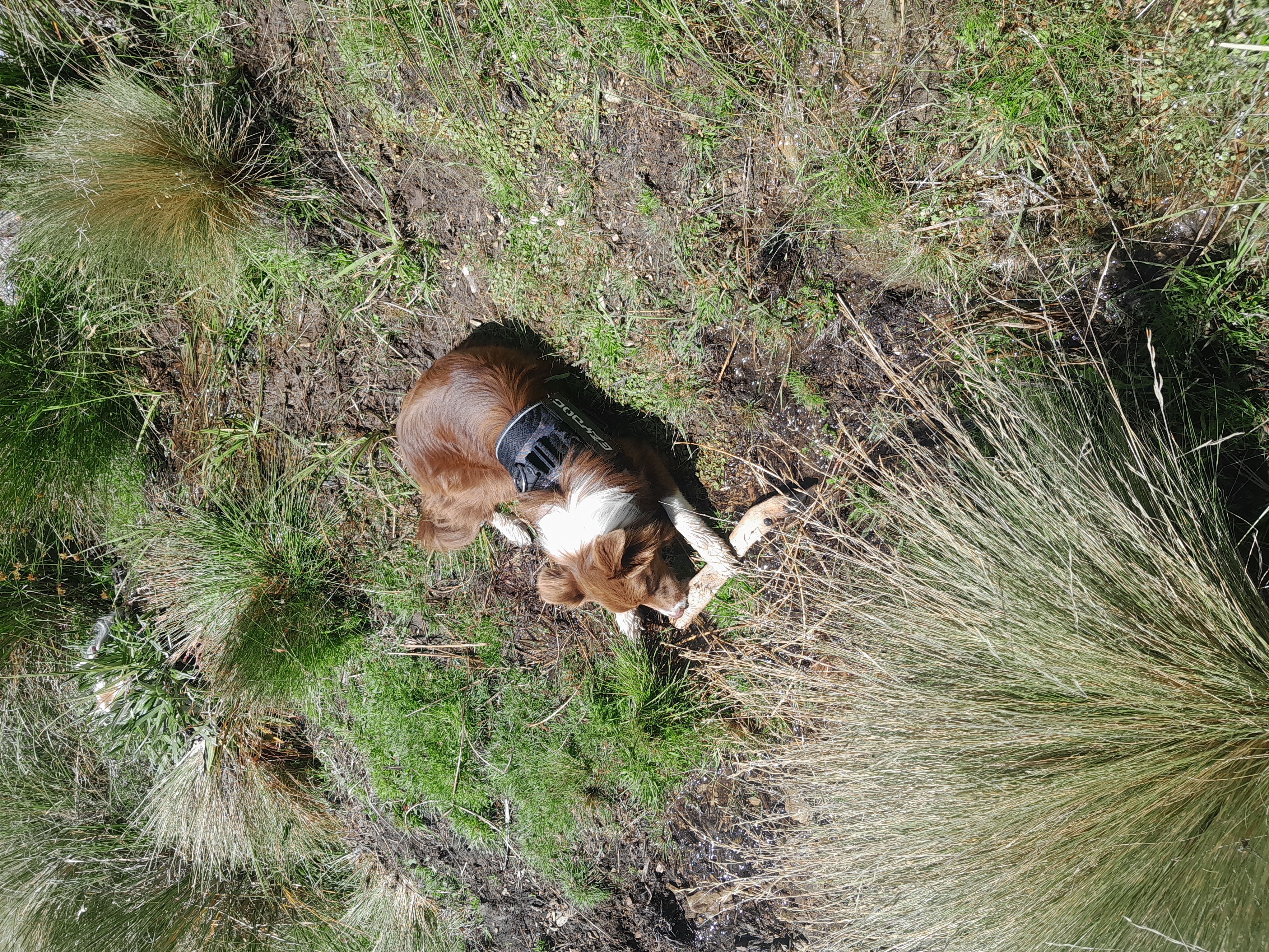 Name:  Pippi chewing on spiker hock.jpg
Views: 270
Size:  9.30 MB