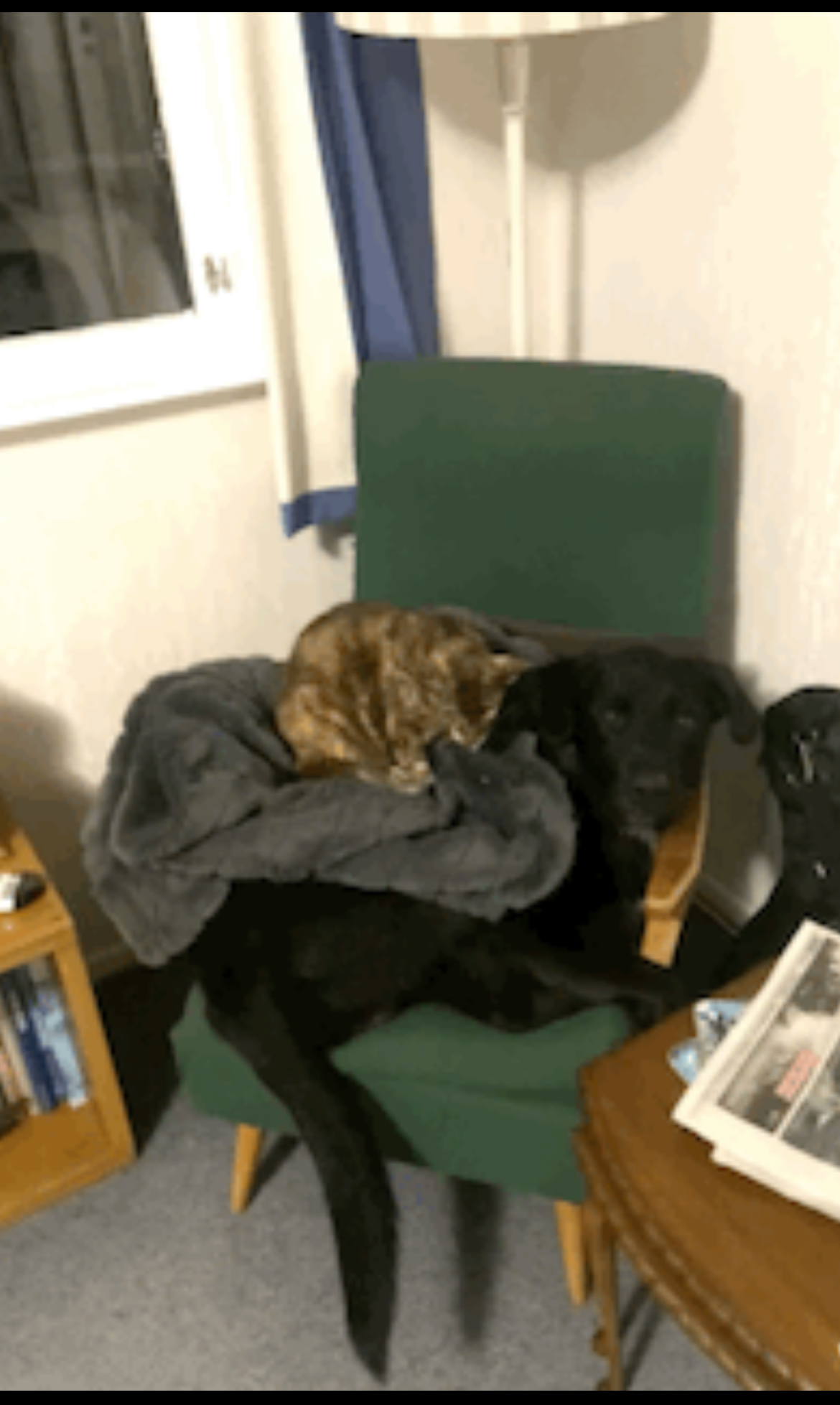 Name:  IMG_1621.jpeg
Views: 50
Size:  1.02 MB