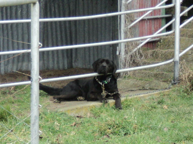 Name:  picture 4244.jpg
Views: 456
Size:  164.5 KB