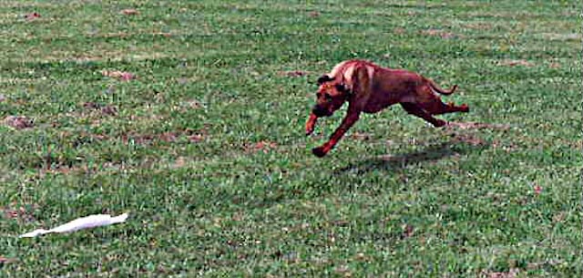 Name:  LURE-2.jpg
Views: 270
Size:  102.9 KB