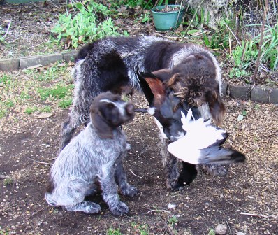 Name:  Old dog teaching son compressed.JPG
Views: 421
Size:  68.5 KB