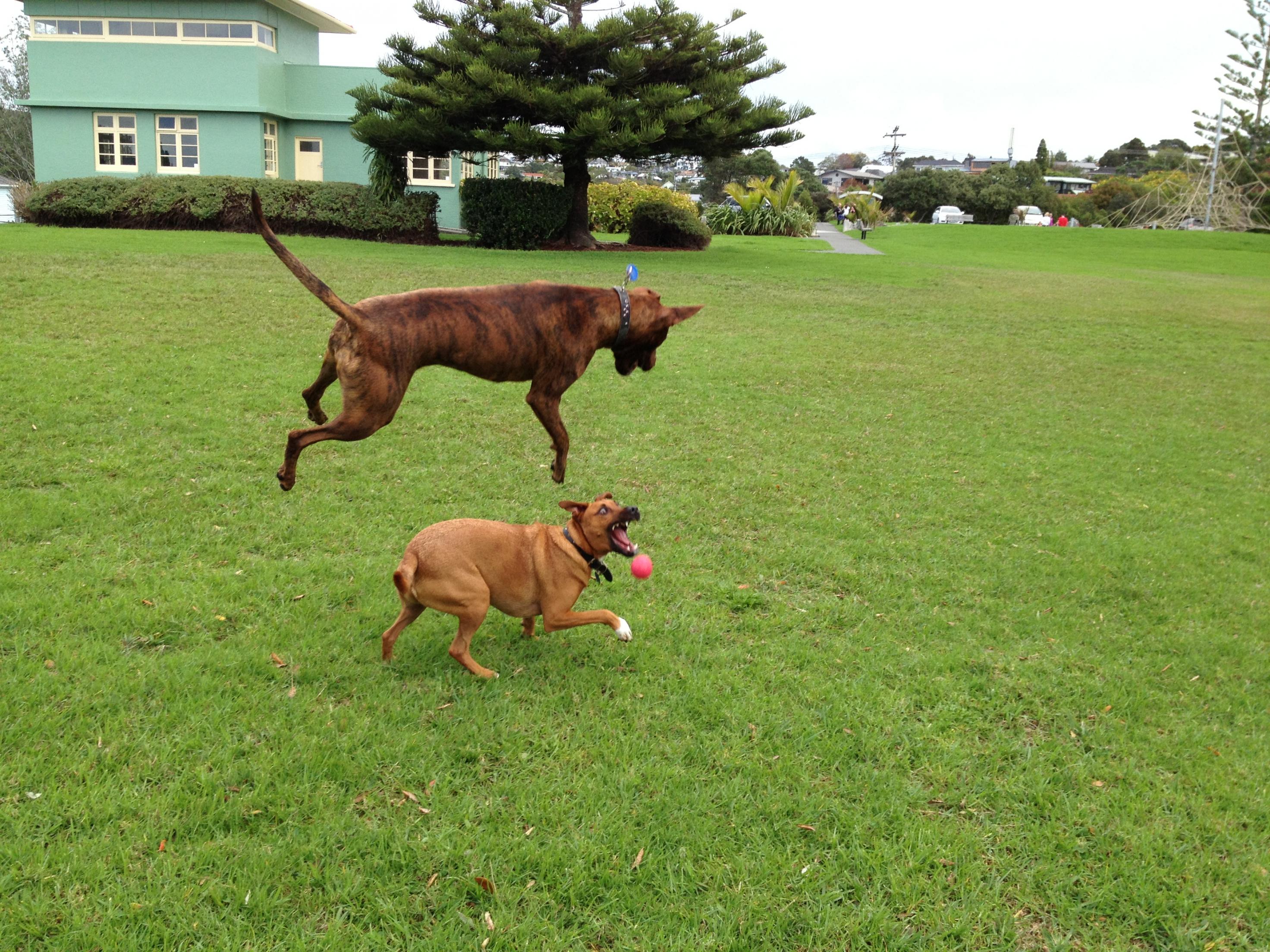 American pit bull dog or cross