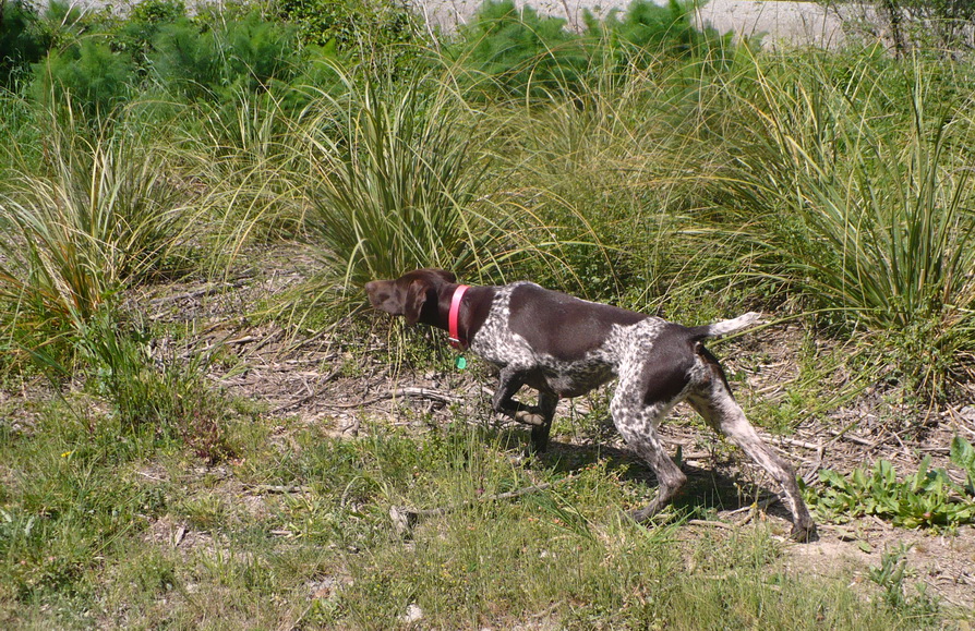 Name:  Fernpoint2Oct.jpg
Views: 501
Size:  395.8 KB