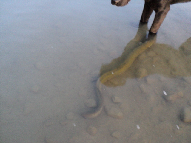 Name:  picture 4923.jpg
Views: 527
Size:  155.7 KB