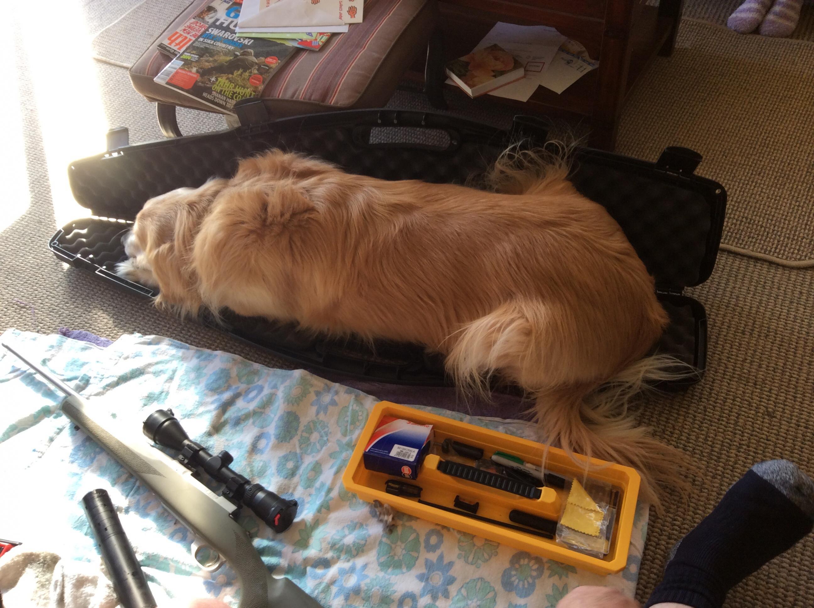 Name:  Gun Dog 02.jpg
Views: 714
Size:  519.2 KB