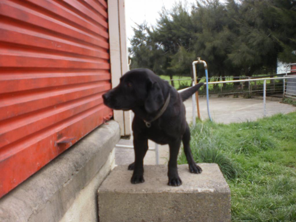 Name:  PA082072.jpg
Views: 651
Size:  87.2 KB