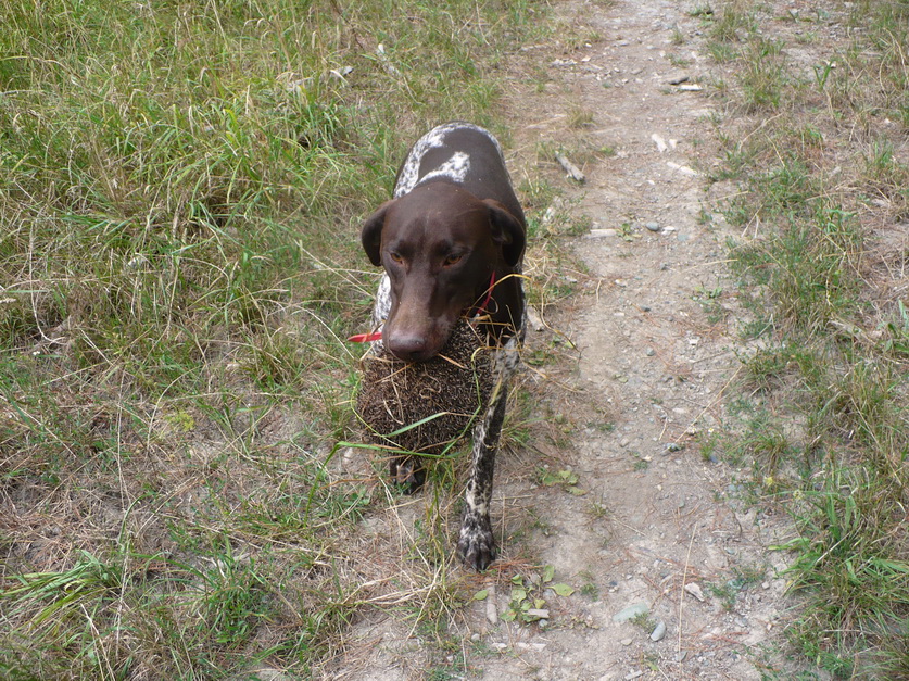 Name:  FernhhogFeb.jpg
Views: 378
Size:  373.5 KB