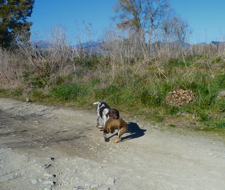 Name:  Fernhare.jpg
Views: 635
Size:  345.0 KB