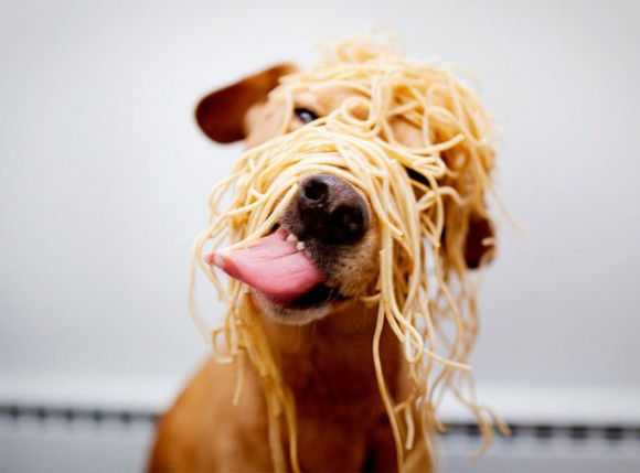 Name:  happy-dog-spaghetti-face-580x429.jpg
Views: 640
Size:  34.9 KB