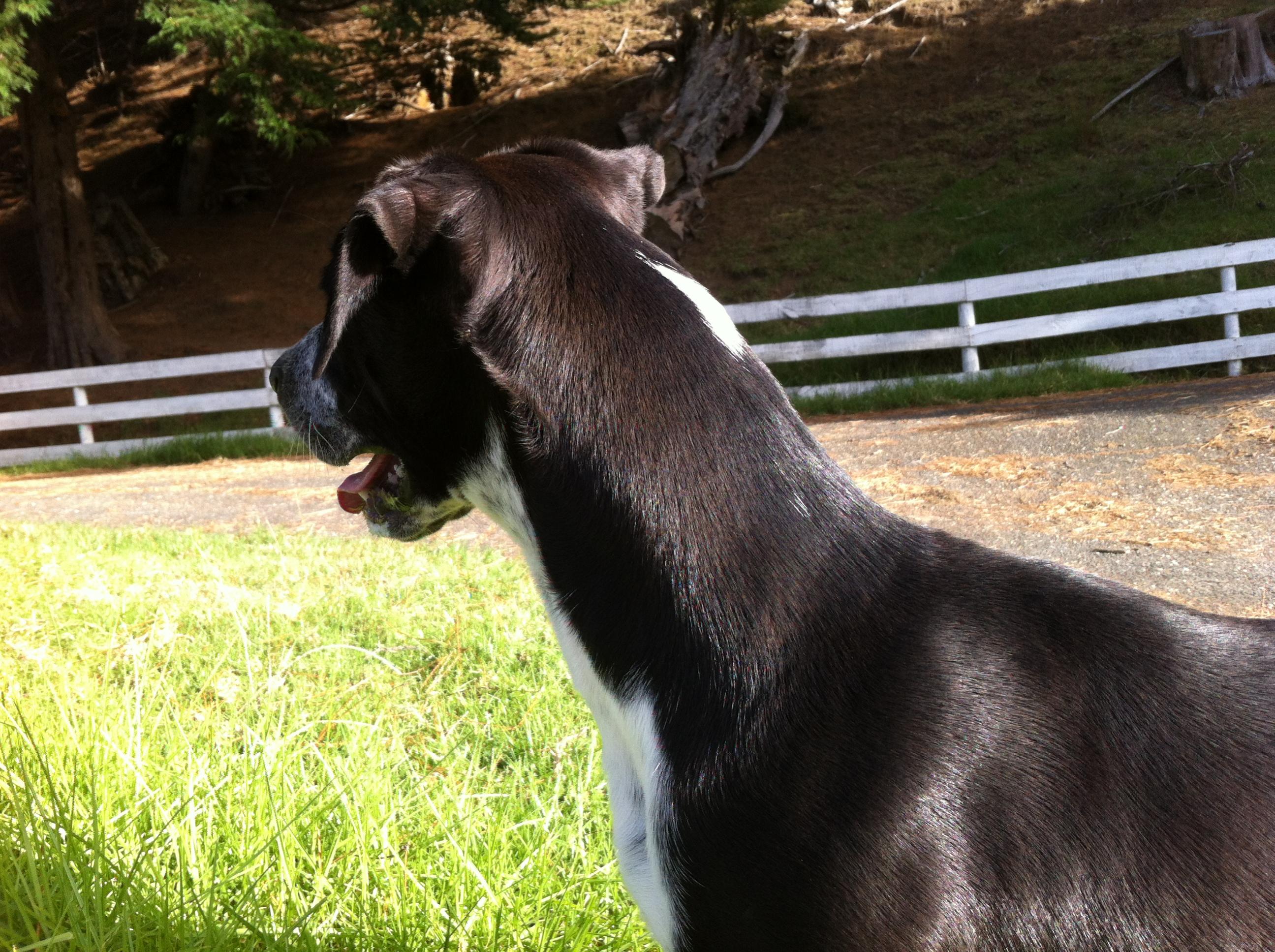 Name:  Gus..jpg
Views: 654
Size:  782.0 KB