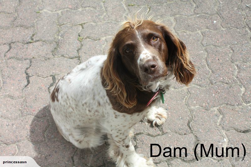 Name:  Dam.jpg
Views: 569
Size:  91.0 KB