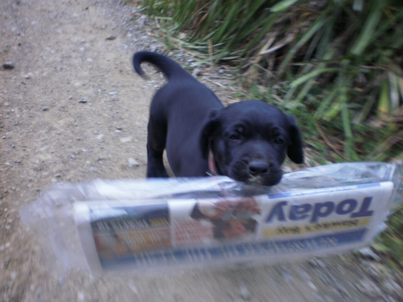 Name:  PB230482.JPG
Views: 621
Size:  277.8 KB