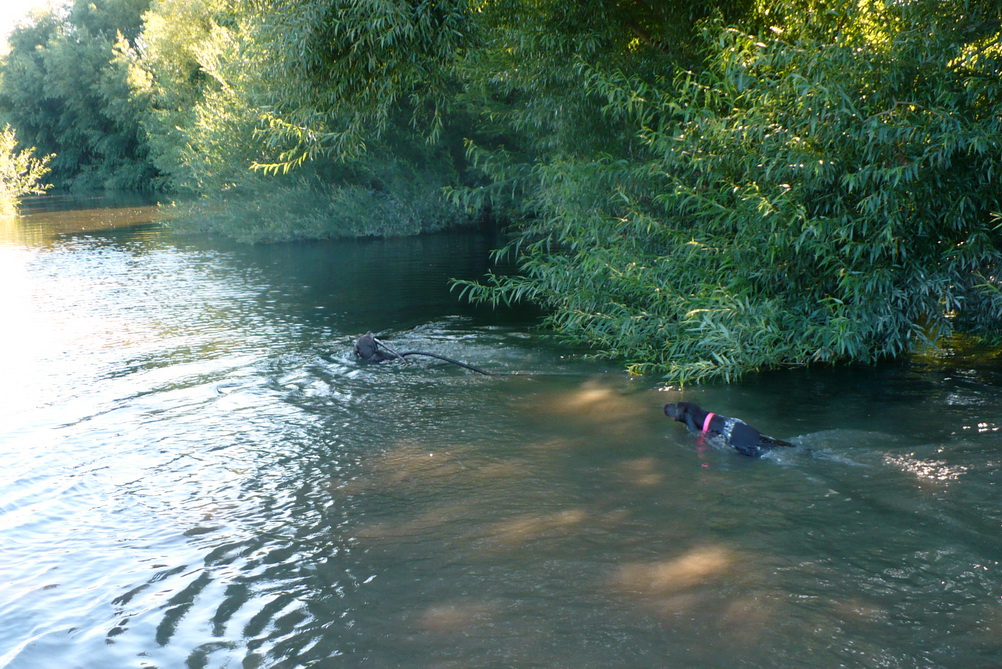 Name:  SwimJan2.jpg
Views: 704
Size:  350.8 KB