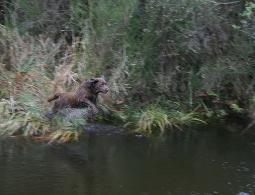Name:  William water Jump.jpg
Views: 571
Size:  92.3 KB