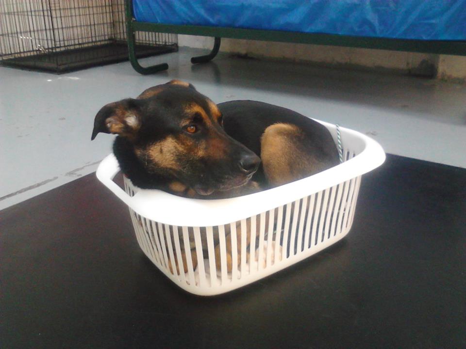 Name:  Jet in Basket.jpg
Views: 629
Size:  62.2 KB
