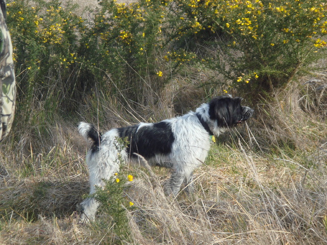Name:  duck_shooting_2012_020.jpg
Views: 513
Size:  195.2 KB