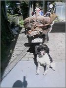 Name:  deer 2.jpg
Views: 626
Size:  7.7 KB