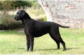 Name:  curlycoat.png
Views: 1244
Size:  107.0 KB