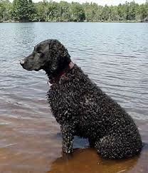 Name:  curlycoat1.png
Views: 958
Size:  90.5 KB