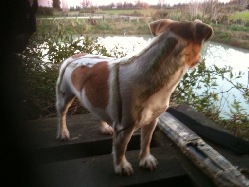 Name:  Frankie.jpg
Views: 310
Size:  50.5 KB