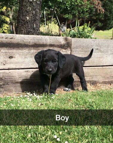 Name:  boygspx.jpg
Views: 898
Size:  101.4 KB