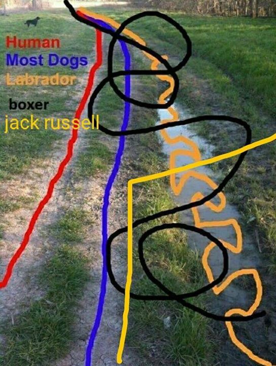 Name:  jackrussel..jpg
Views: 379
Size:  88.9 KB
