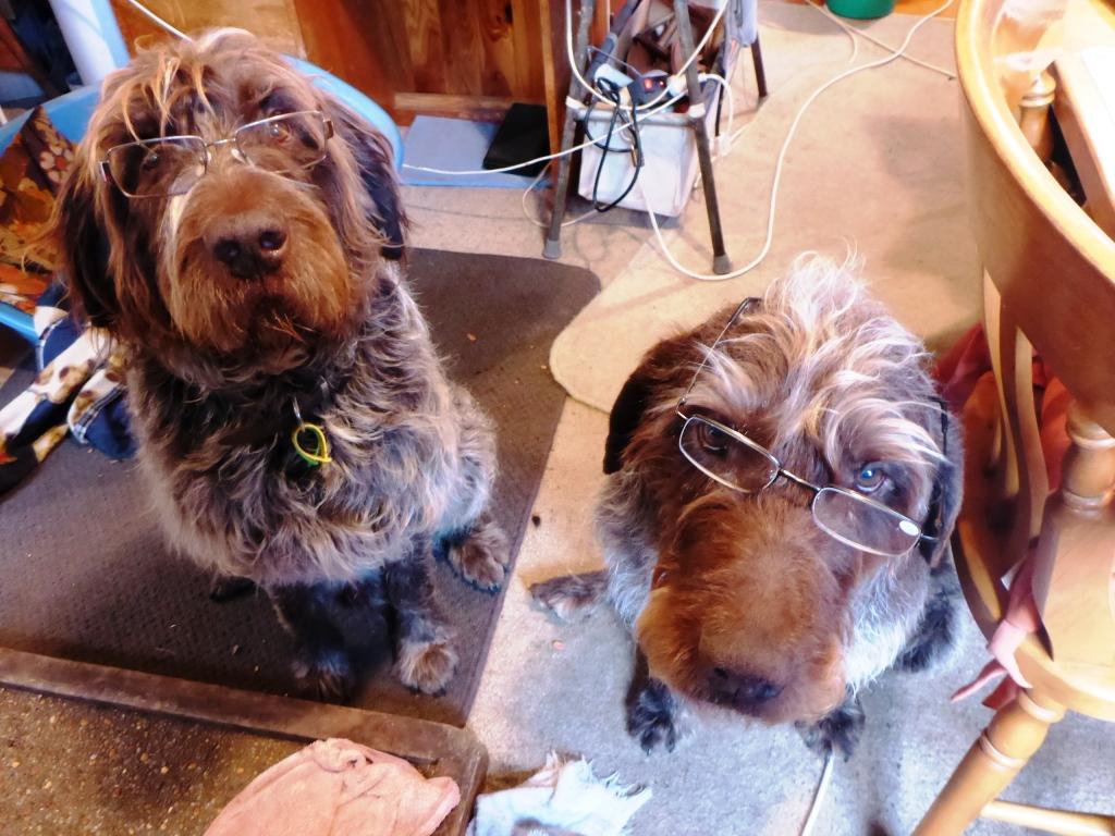 Name:  Professor Burl and Professor Chip compressed.JPG
Views: 349
Size:  133.7 KB