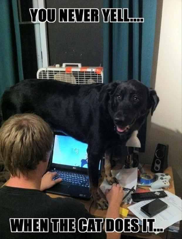 Name:  lab.jpg
Views: 319
Size:  44.9 KB