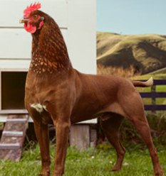 Name:  FML0103_RoosDog_homepage_banner.jpg
Views: 640
Size:  21.0 KB