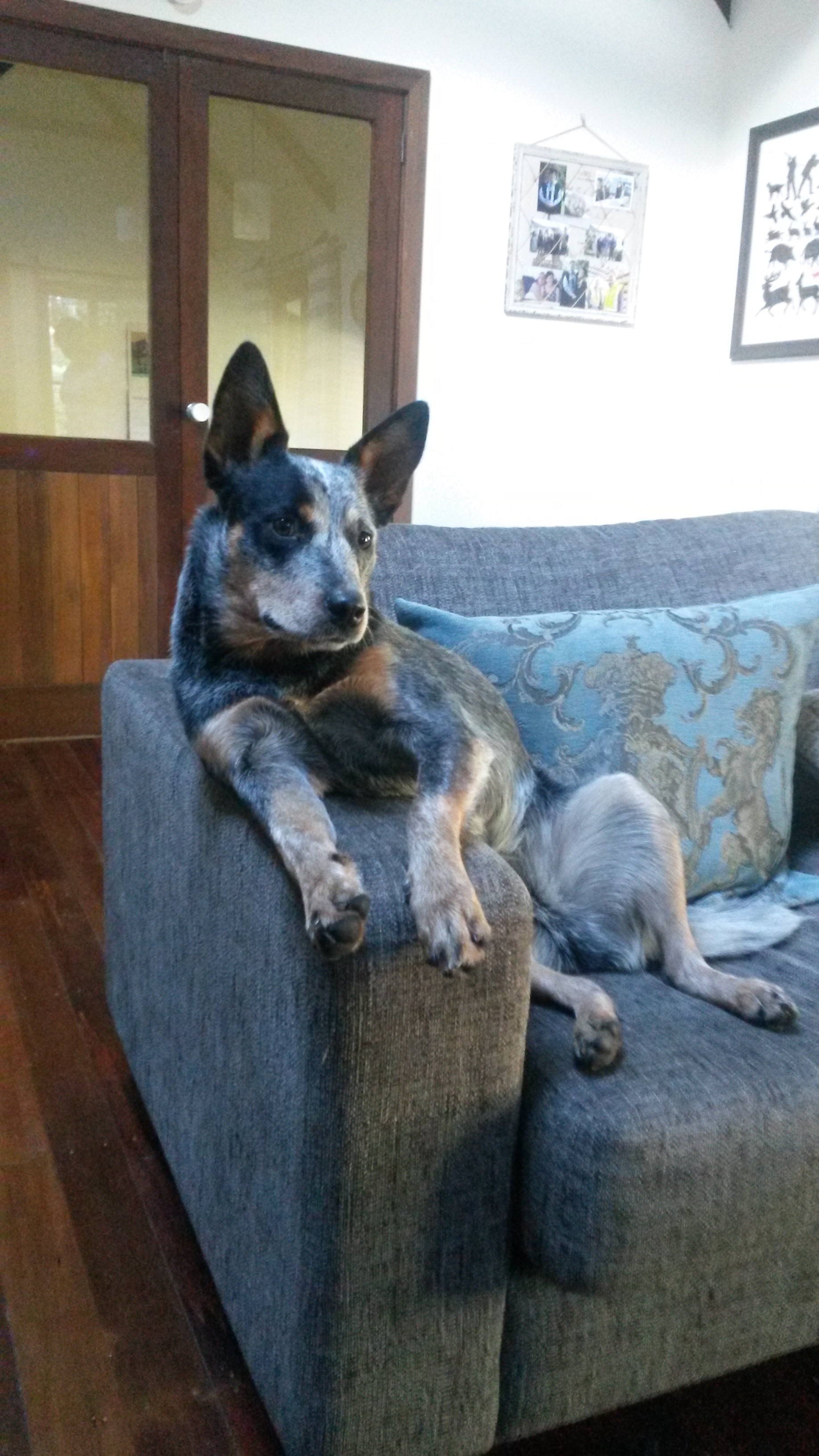 Name:  Lounge Dog.jpg
Views: 525
Size:  948.8 KB