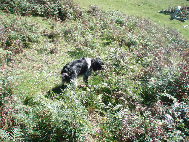 Name:  robbieandredlegs.jpg
Views: 395
Size:  380.2 KB