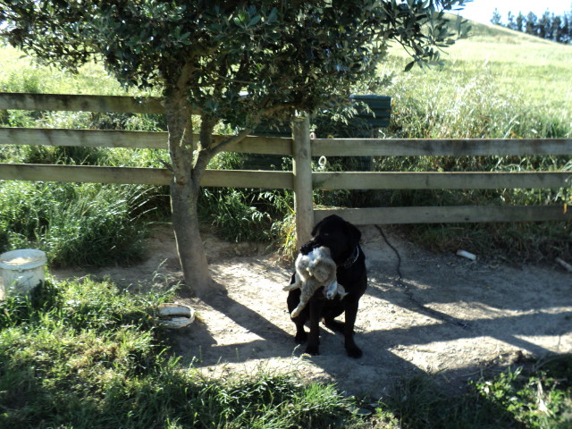 Name:  picture 077.jpg
Views: 575
Size:  164.7 KB