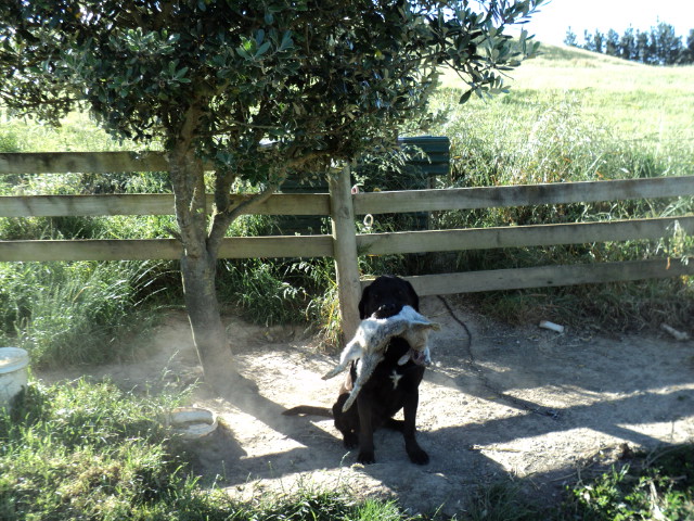 Name:  picture 078.jpg
Views: 569
Size:  165.1 KB
